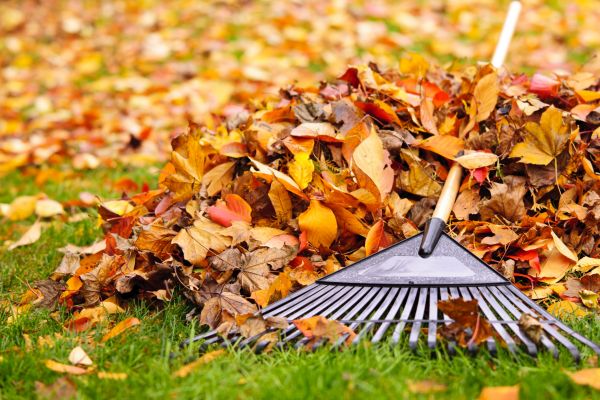 Cost of Leaves Removal in Torrance