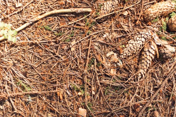 Pine Needles Removal in Torrance