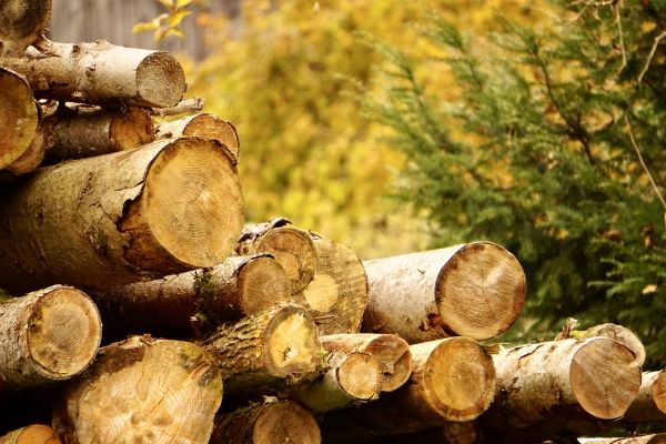 Wood Pile Removal in Torrance