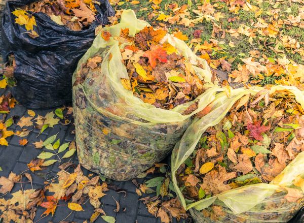 Yard Cleanup Service in Torrance