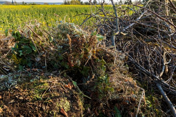 Brush Disposal in Torrance