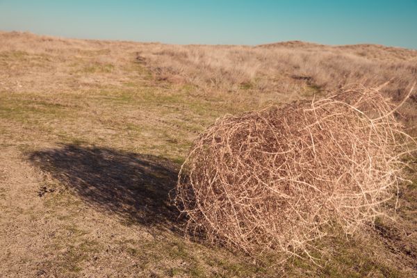 Tumbleweed Removal in Torrance