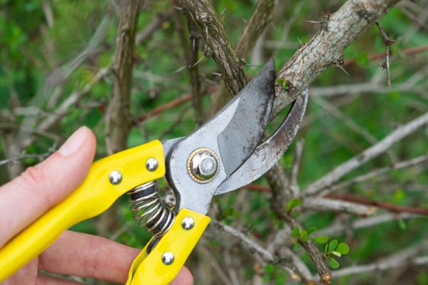 Limbs Removal in Torrance