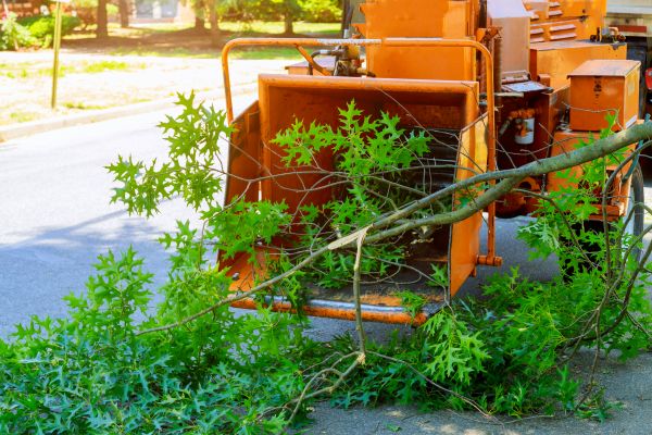 Tree Branches Removal in Torrance