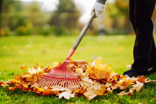 Ditch Leaf Removal in Torrance