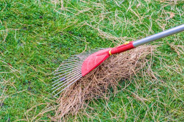 Yard Raking in Torrance