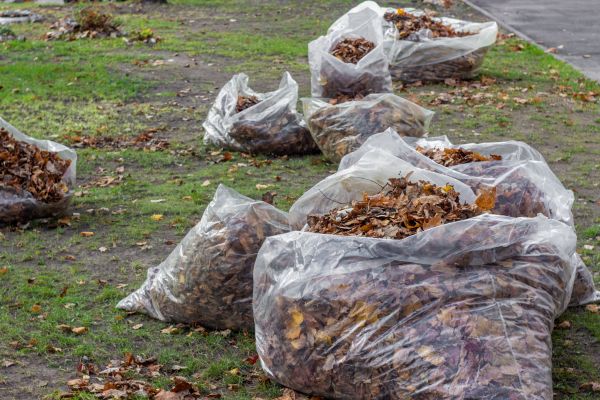 Leaf Pile Disposal in Torrance