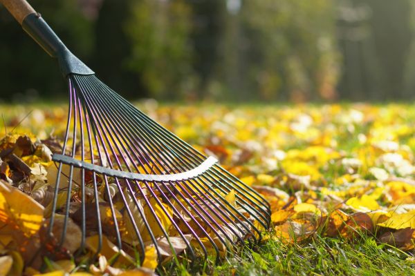 Leaf Removal in Torrance