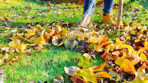 Lawn Cleanup Service in Torrance