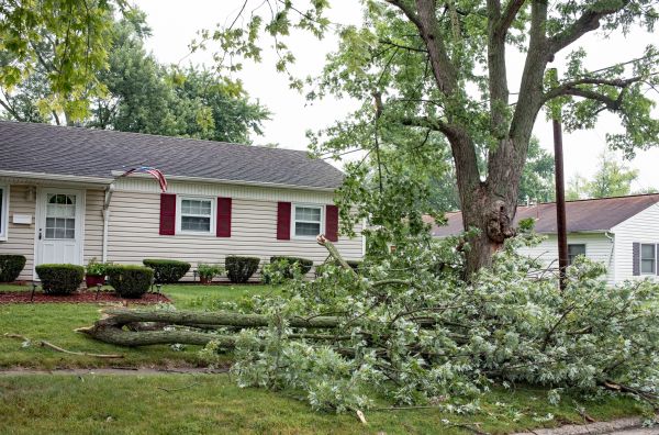 Fallen Branch Removal in Torrance